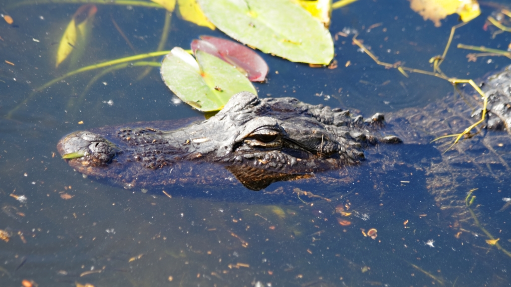 02 - Everglade NP (56).jpg